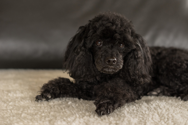 pet, close-up, no people, playmate, portrait, lying down, domestic animals, friend, animal, creature, domestic, canine, black, hair, pets, indoors, cute