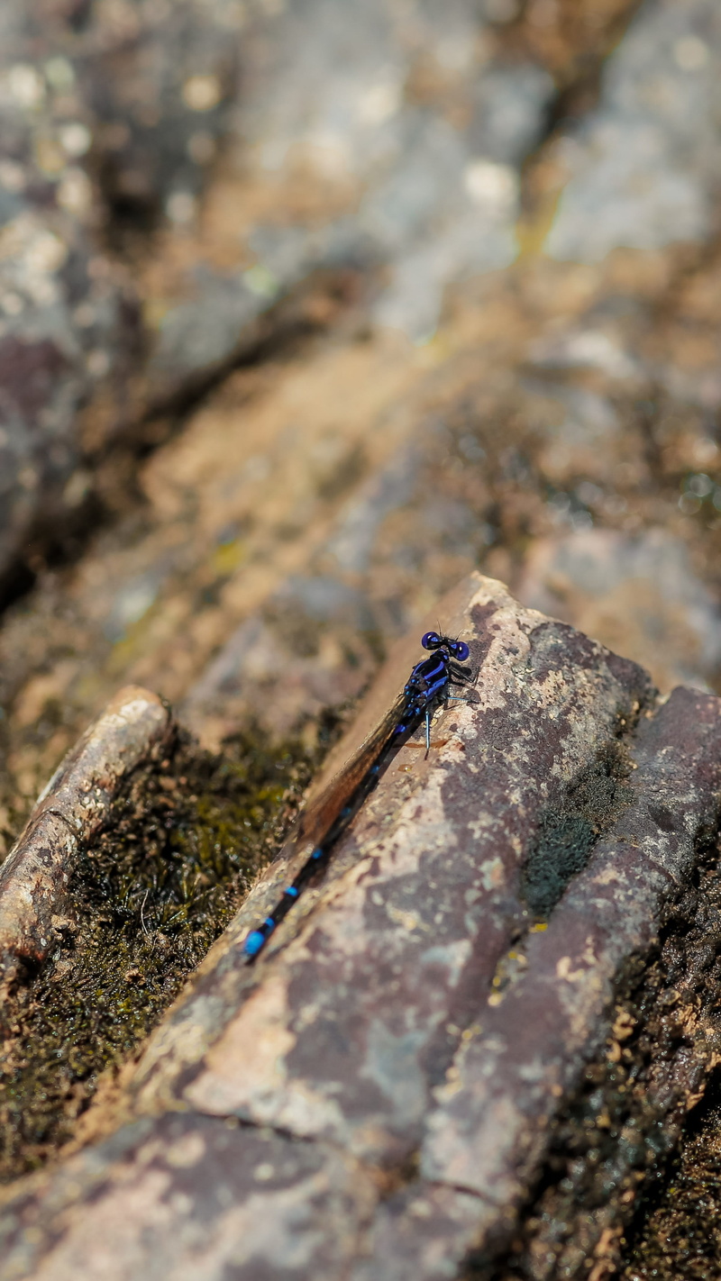 animal, land, solid, andrena, hornet, dung beetle, close-up, sunlight, nature, rock, focus on foreground, anisoptera, still life, bee, wood - material