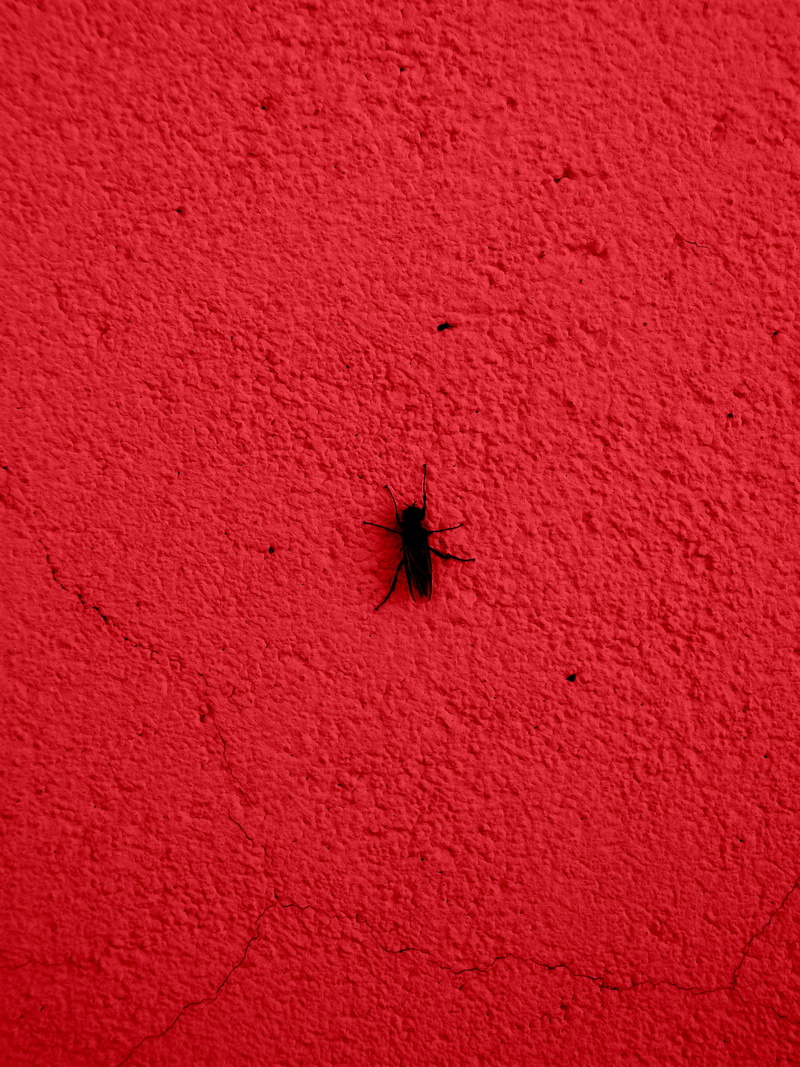invertebrate, animals in the wild, no people, dung beetle, ant, close-up, asilidae, mosquito, one animal, animal, cricket insect, animal wildlife, cardinal