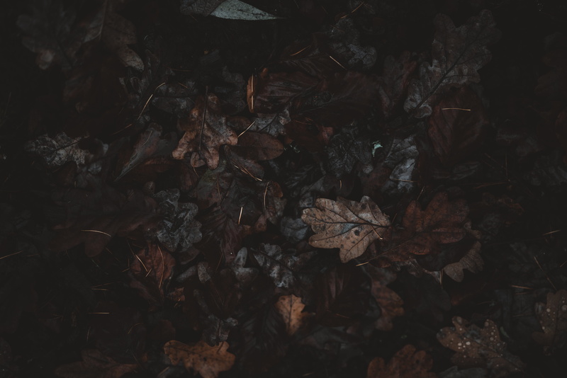 flea, plant part, dry, grasshoper, full frame, tranquility, land, animal, maple leaf, leaves, natural condition, aphid, invertebrate, raisins, nature, plant