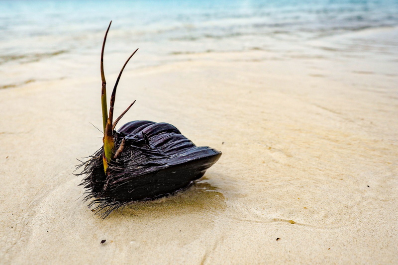 animals in the wild, ocean, husk, furniture, close-up, sea, clam, outdoors, ground, insect, beach, water, sea life, soil, nature, coconut, dung beetle