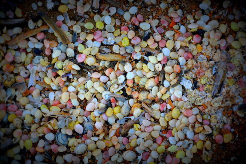 food, Nature, stone - object, high angle view, animal, outdoors, Beach, backgrounds, abundance, variation, food and drink, choice, Shells, bubble gum, no people