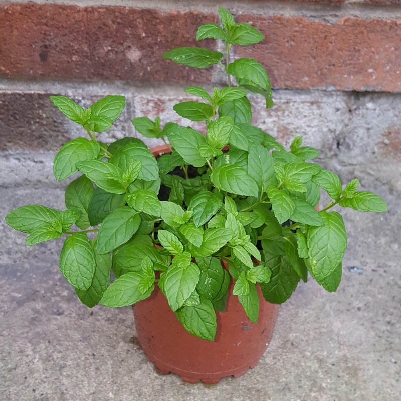 no people, herb, 1080P, leaf, grow, flower pot, freshness, vegetable, gardening, growth, organic, menthol, nature, healthy, outdoors, close-up, food and drink