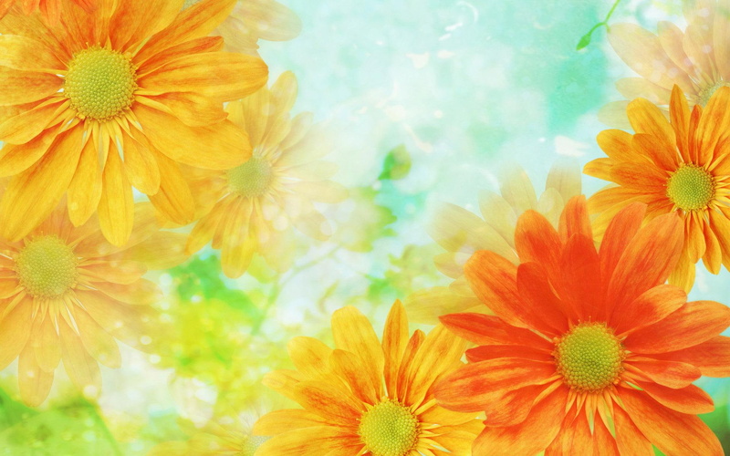 pollen, yellow, outdoors, flower head, petal, flowers, no people, vulnerability, flowering plant, fragility, daisy, closeup, orange color, freshness, close-up