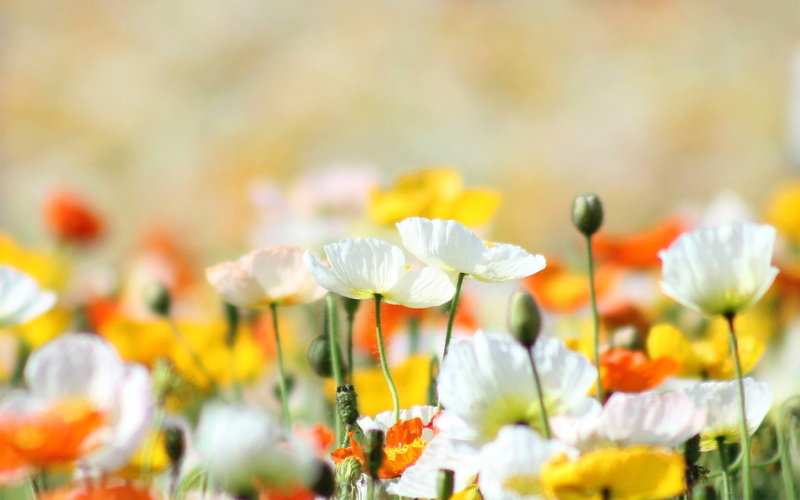 Summer, Orange, Poppies, Flowers, White, 2K, Yellow