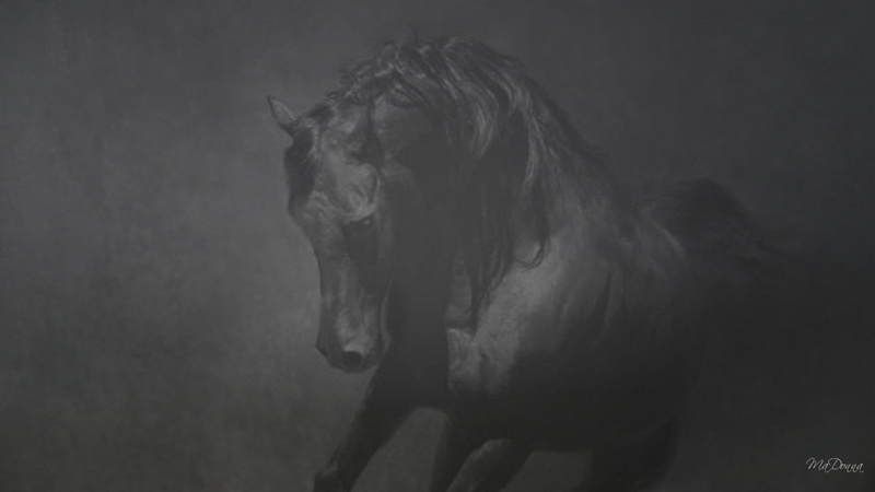 black, farm, nature, 1080P, white, animals, equestrian, black and white, widescreen, abstract, horse