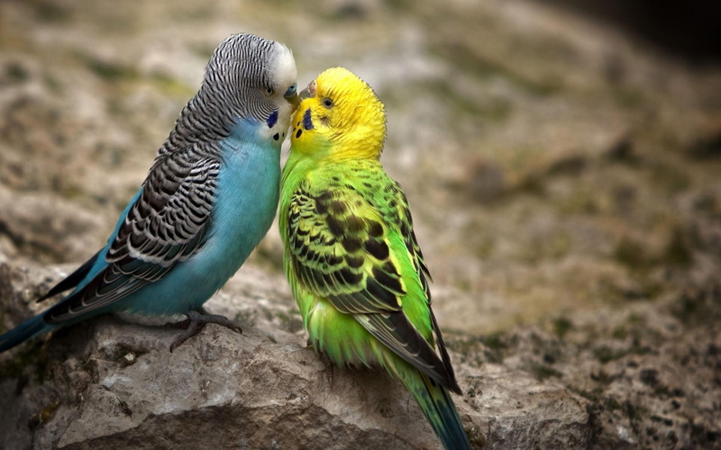 black, yellow, cute, love, animal, blue, kiss, funny, 1080P, parokeet, bird, parrot, animals, green