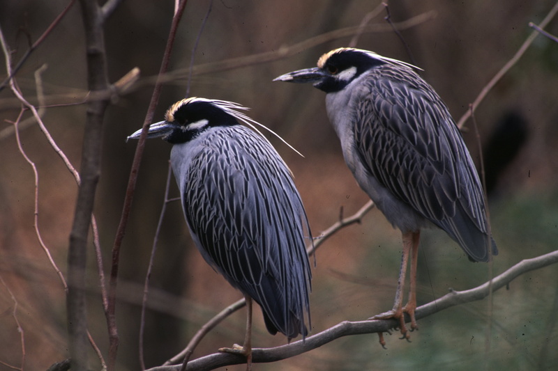 wildlife, nature, selective, wading, selective focus, photography, two, 2K, black, focus, long, animal, wading bird, Wading birds, bird, wildlife photography