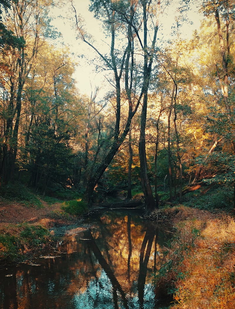 no people, 4K, swamp, tranquility, nature, vas county, tree, reflection, water, outdoors, hungary, beauty in nature, plant, tranquil scene, lake, land