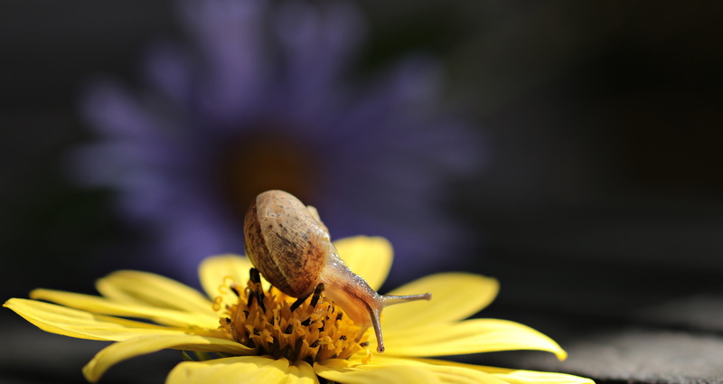 photo, nature, shell, spruckkarte, snail on a flower, greeting card, animal, flowering plant, focus, little snail, beauty in nature, flower head, postcard