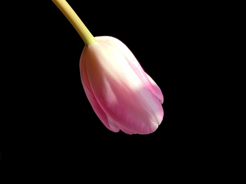 macro, petal, pink, single Flower, plants, flower Head, 720P, Simplicity, roses, black Background, flower, plant, Welcome, black  pink, Tulip, Criticism