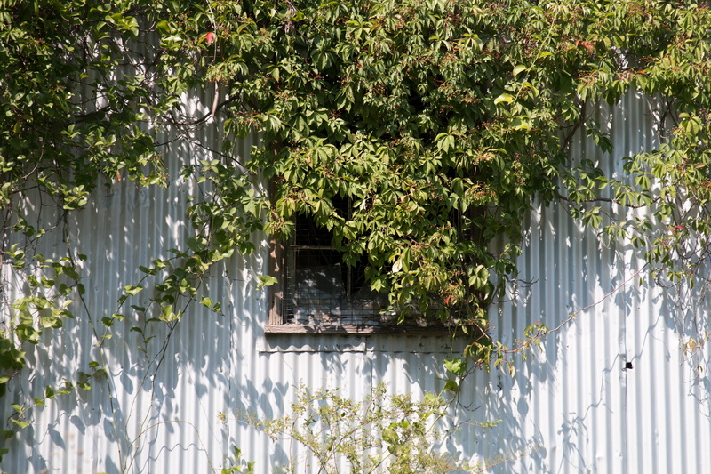 green color, richmond, security, no people, richmond va, 5K, country, built structure, united states, broken window, tin siding, manquin, flower, overgrowth