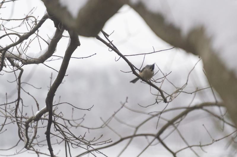 bare tree, wren, no people, animal wildlife, jay, 4K, anthus, plant, bee eater, blackbird, accipiter, vertebrate, focus on foreground, branch, va, animal themes