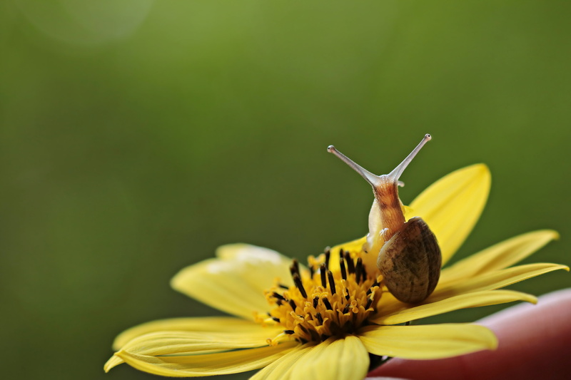 inflorescence, nature, petal, small, growth, snail on a flower, slowly, shell, greeting card, animal themes, vulnerability, map, flower, pollination, blossom