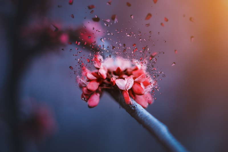 Kanie Seiya, cherry blossom, dark, flower bow, glass, 5K, fragments