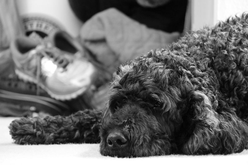 pup, close-up, focus on foreground, pets, curly, fuzzy, furniture, purebred dog, fluffy, human body part, relaxation, dog, goldendoodle, pouting, domestic
