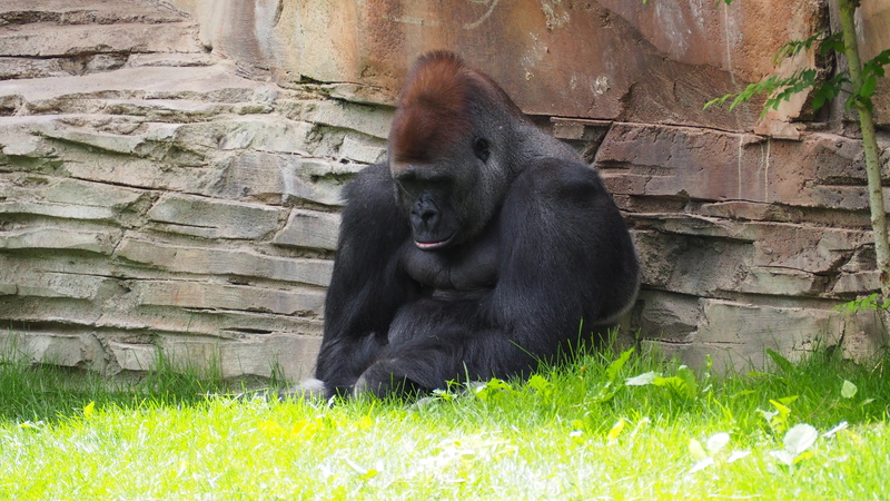 nature, one animal, kong, 4K, pouting, monkey, disappointed, ape, strong, animals in the wild, vertebrate, sad, animal wildlife, people, gorilla, plant