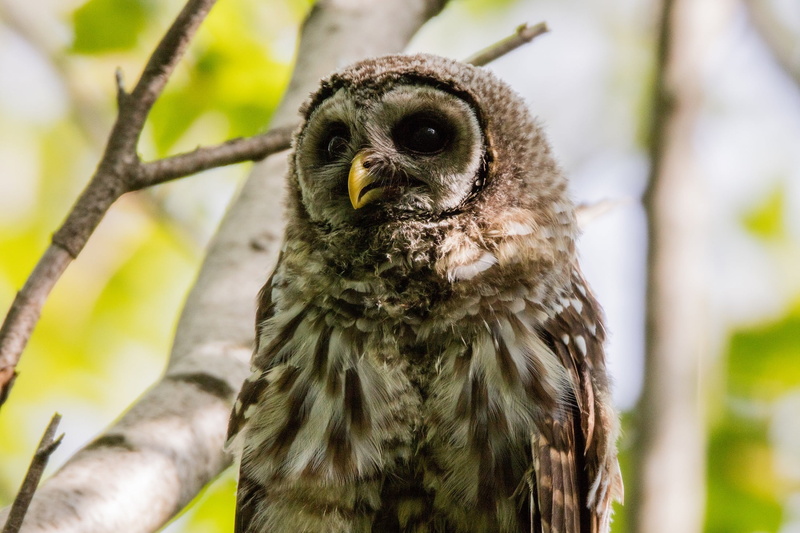 wood owl, focus on foreground, brown, perch, wildlife, animal themes, close up, looking, animal body part, no people, rain owl, predator, bird, 1080P