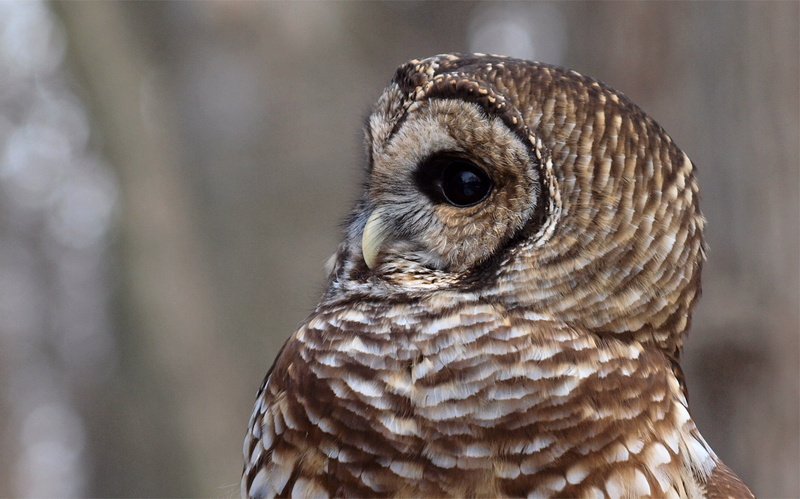 glare, profile, owl, grey, background, Barred Owl, 2K, a barred owl, Strix Varia, bird