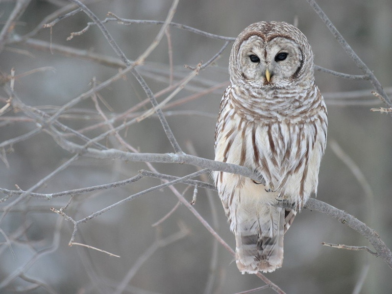 owl, Strix varia, 480P