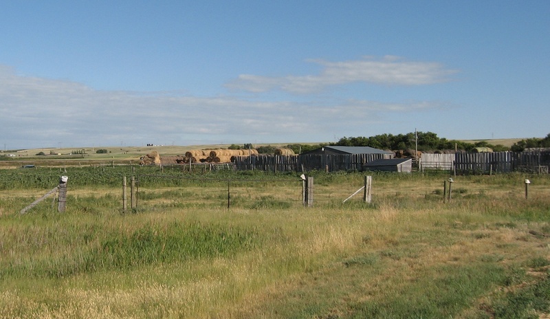 nature, sky, prairie life, animal, 1080P, grass, environment, animals in the wild, outdoors, cattle, domestic animals, farm, beef, herd, no people, landscape