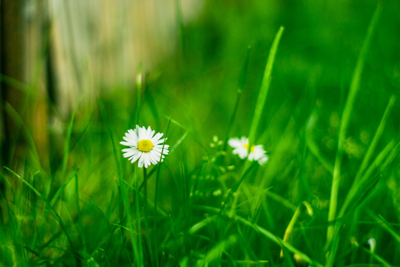 Gruene, plant, macro, meadow, harz, Canon  Eos, green Color, freshness, rasen, chamomile Plant, frühling, 600D, Germany, 5K, summer, white, daytime, field