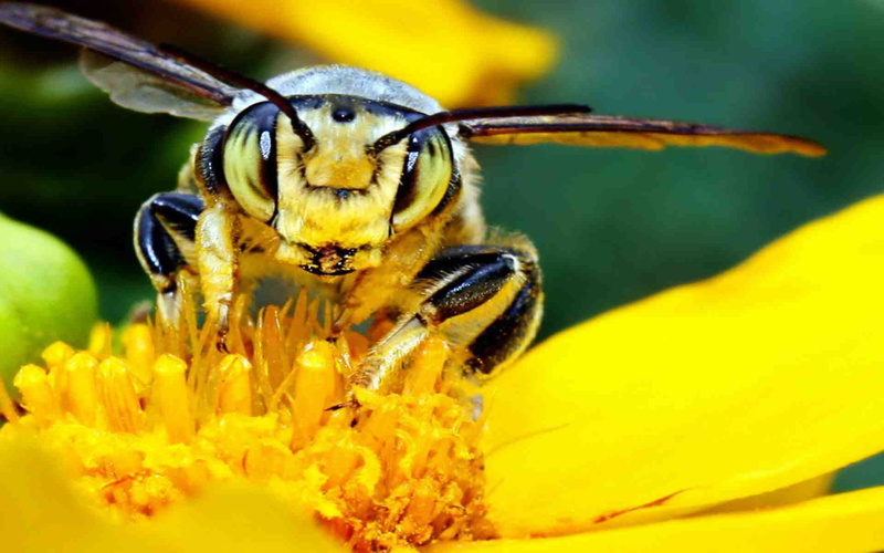 flower, killer, flowers, african, bees, 1080P, insect, predator, bee