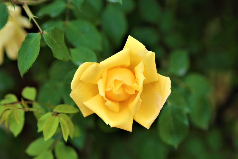 romance, the rose garden, flowering plant, 5K, rose, rosewood, freshness, plant part, flower, rose - flower, yellow, spring, nature, beauty in nature