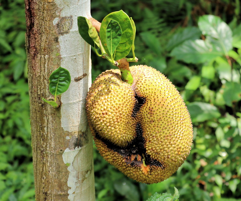 outdoors, animals in the wild, no people, food and drink, 4K, trunk, plant, green color, bali, plant part, day, food, tree trunk, jackfruit, leaf, nature