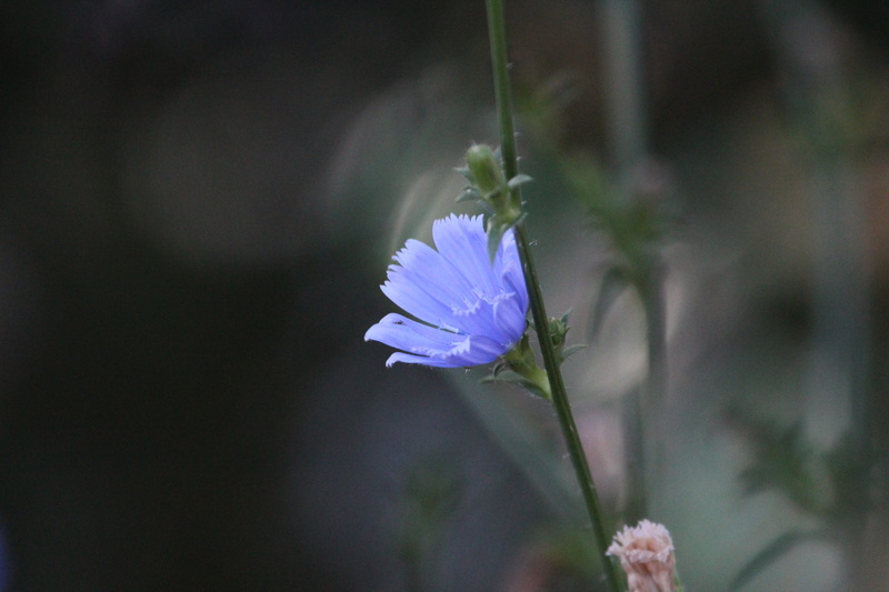 growth, blooming, coffee-substitute, freshness, outdoors, wild, plant stem, selective focus, fragility, blossom, purple, 5K, nature, plant, blue, close-up