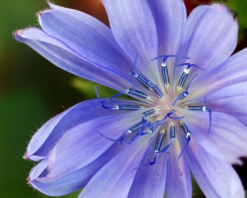 plant, flower, asteraceae, flower head, photography, wildflower, close-up, 4K, no people, petaled, colorful, cornflower, purple, coffee weed, inflorescence