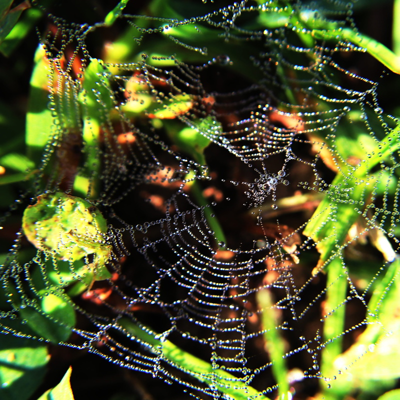 fall, spider web, focus on foreground, beauty, animal, halloween, day, pattern, raindrop, vulnerability, dew, selective focus, water, animals in the wild