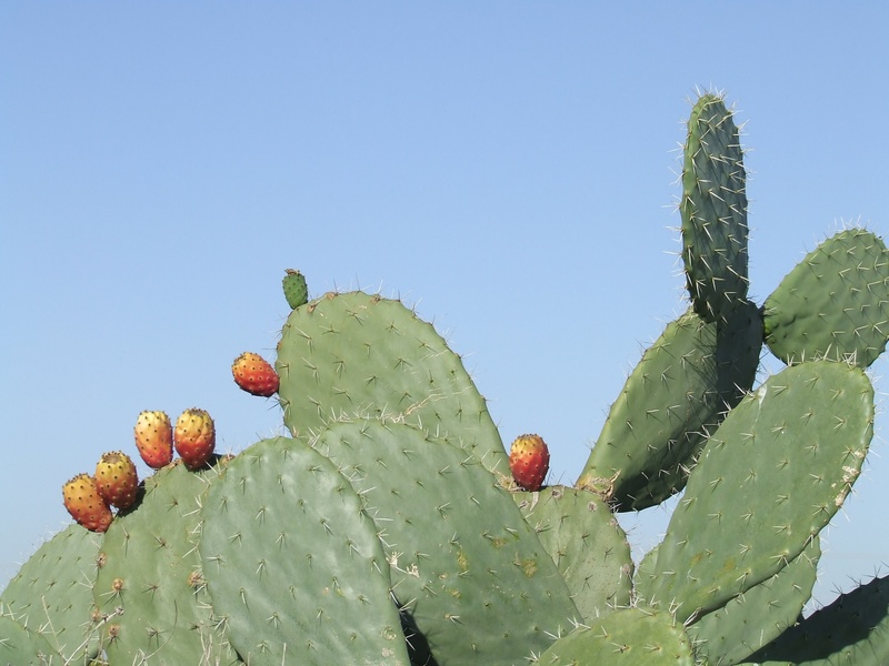 plant, thorn, spiked, 2K, sky, fruit, heat, close-up, flower, leaf, prickly pear cactus, nature, succulent plant, cactus, growth, sabres, beauty in nature