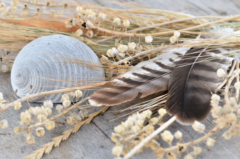 outdoors, animal themes, table decoration, figure, close-up, people, feather, land, beside, snail, day, Deco, table decorations, textile, feathers, focus on foreground