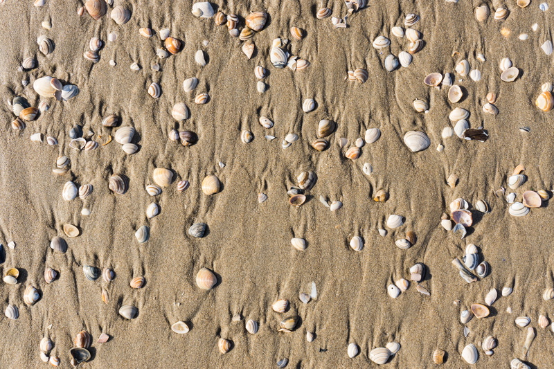 texture, land, directly above, beach, sea, day, seashell, the hague, beauty in nature, scheveningen, netherlands, high angle view, sheels, backgrounds