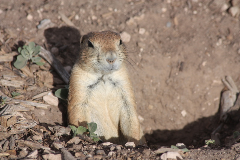 rock, focus on foreground, rodent, animals in the wild, land, no people, day, 4K, vertebrate, animal wildlife, rock - object, nature, texas, prairie dog