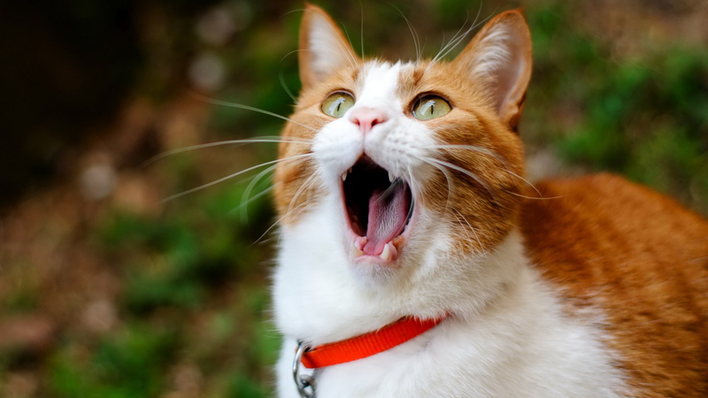 animal body part, day, aggression, cat, mouth open, screaming cat image, domestic animals, feline, whisker, ginger cat, domestic cat, animal teeth, no people