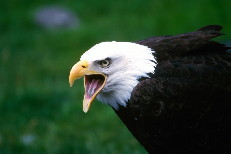 eagle, bird, by kent foster, 1080P, screaming eagle, screaming, animals