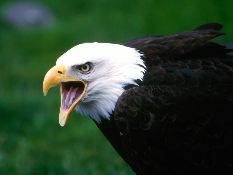 720P, eagle, screaming