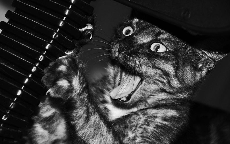 animals, eyes, play, mobile, felines, scream, fangs, 1080P, black, humor, whiskers, face, cats, white, funny