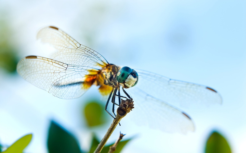 beauty in nature, fragility, 2K, insect, Firefly, focus on foreground, animal wing, invertebrate, vulnerability, plant, animal wildlife, animals in the wild