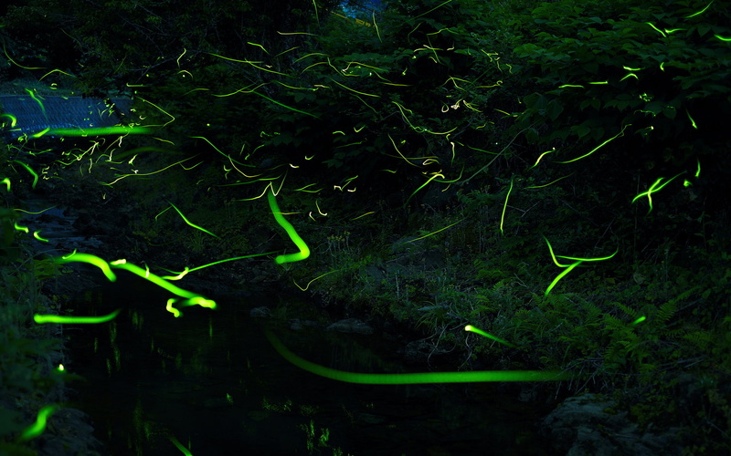 forest, bright, night, psychedelic, abstract, firefly, glow, lights, photography, flies, timelapse, 1080P, manipulation