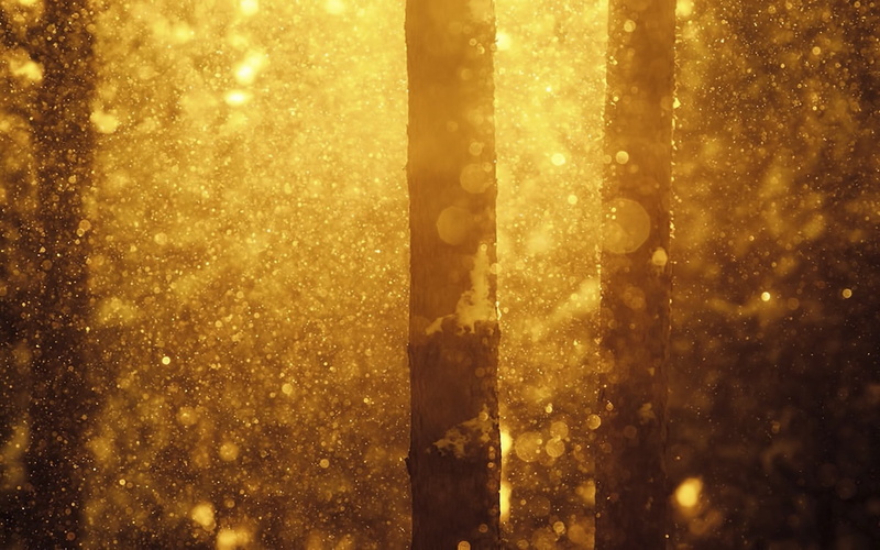 abstract, cold temperature, decoration, nature, gold Colored, winter, sunbeam, night, bokeh, sun, close-up, christmas, sunlight, light - Natural Phenomenon