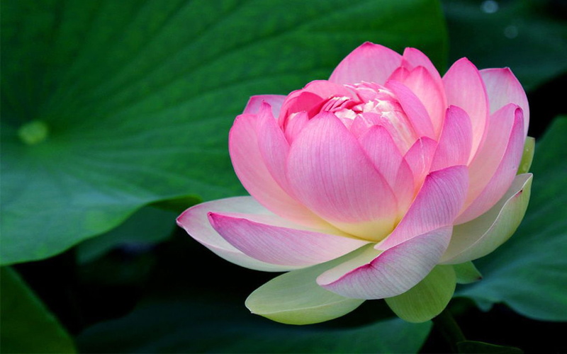 pink, highres, flowers, hd, lotus, background, 2K