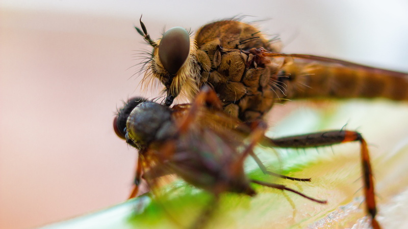 selective focus, burgenland, makro, fly, animal wildlife, mosquito, arthropod, austria, extreme close-up, insect, animal, animal body part, tod, pollination