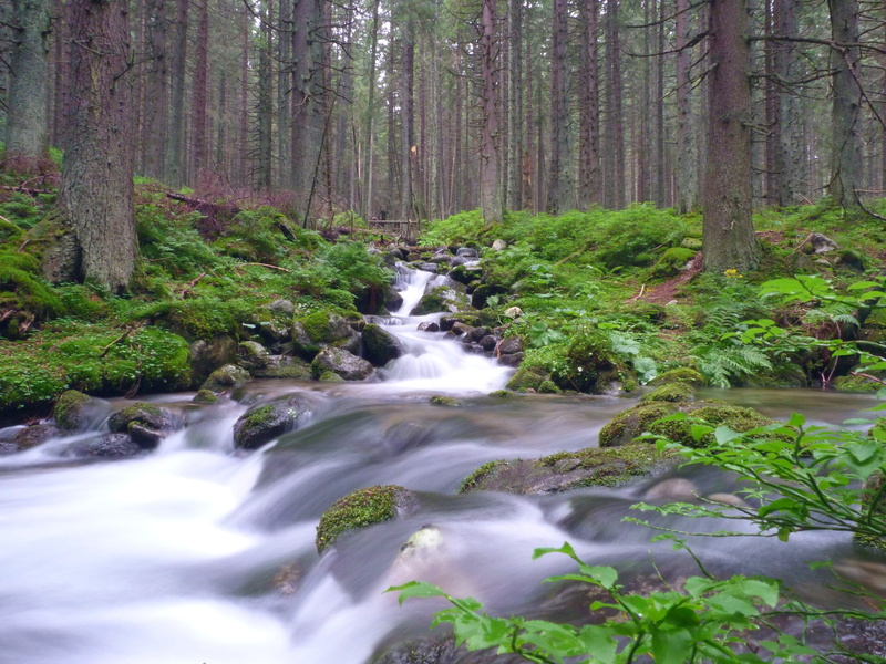 land, motion, cascade, 4K, water, woodland, outdoors, tranquility, blurred motion, plant, stream - flowing water, growth, tree, slovakia, rock, nature