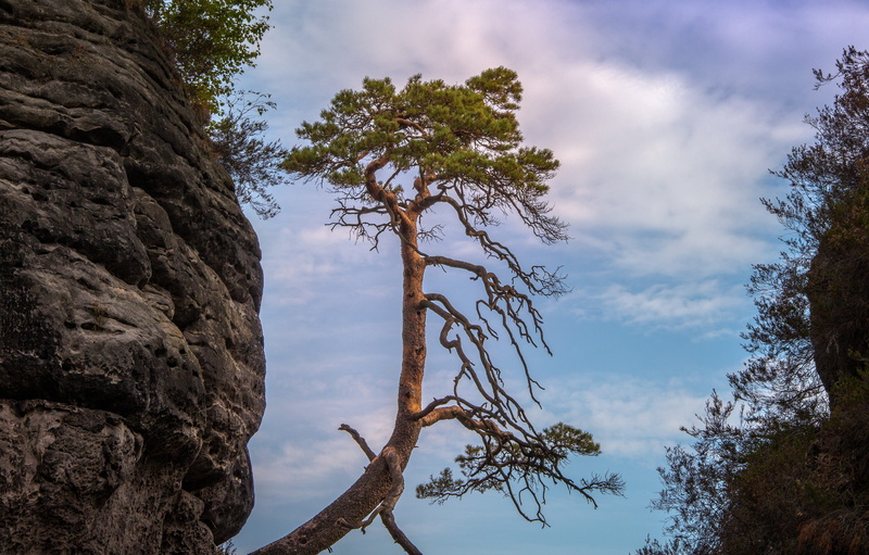 landscape, schrammsteine, non-urban scene, mountains, branch, landscape photography, sand stone, germany, tranquility, target, elbe sandstone mountains