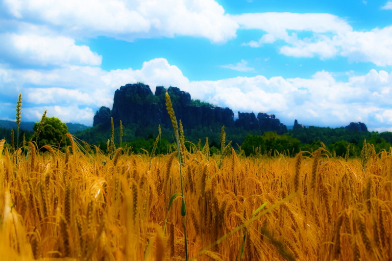 bastei, elbe schrammsteine, trekking, wanderlust, 1080P, click, lily stone, rice, crop, nonstop, wanderer, gorge, resting place, sky, day, agriculture
