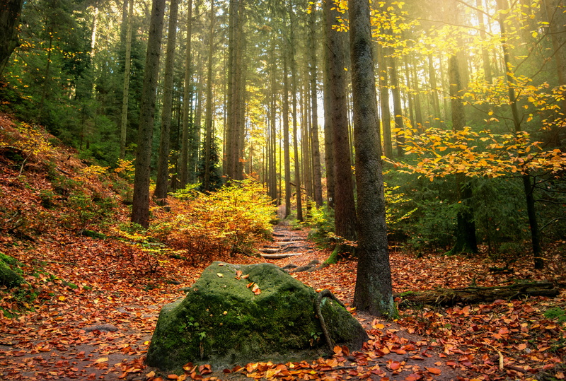 green, sunlight, autumn, tranquility, trees, land, nature, direction, sunbeam, daytime, sun, morgenstimmung, scenics - nature, rock, outdoors, forest, trunk