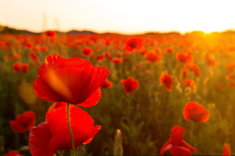 deutschland, Sonne, Germany, acker, close, Sommer, yellow, summer, Ich, 5K, poppy, close up, plant, Canon, DANKE, red, sagen, daytime, mal, photo, sky